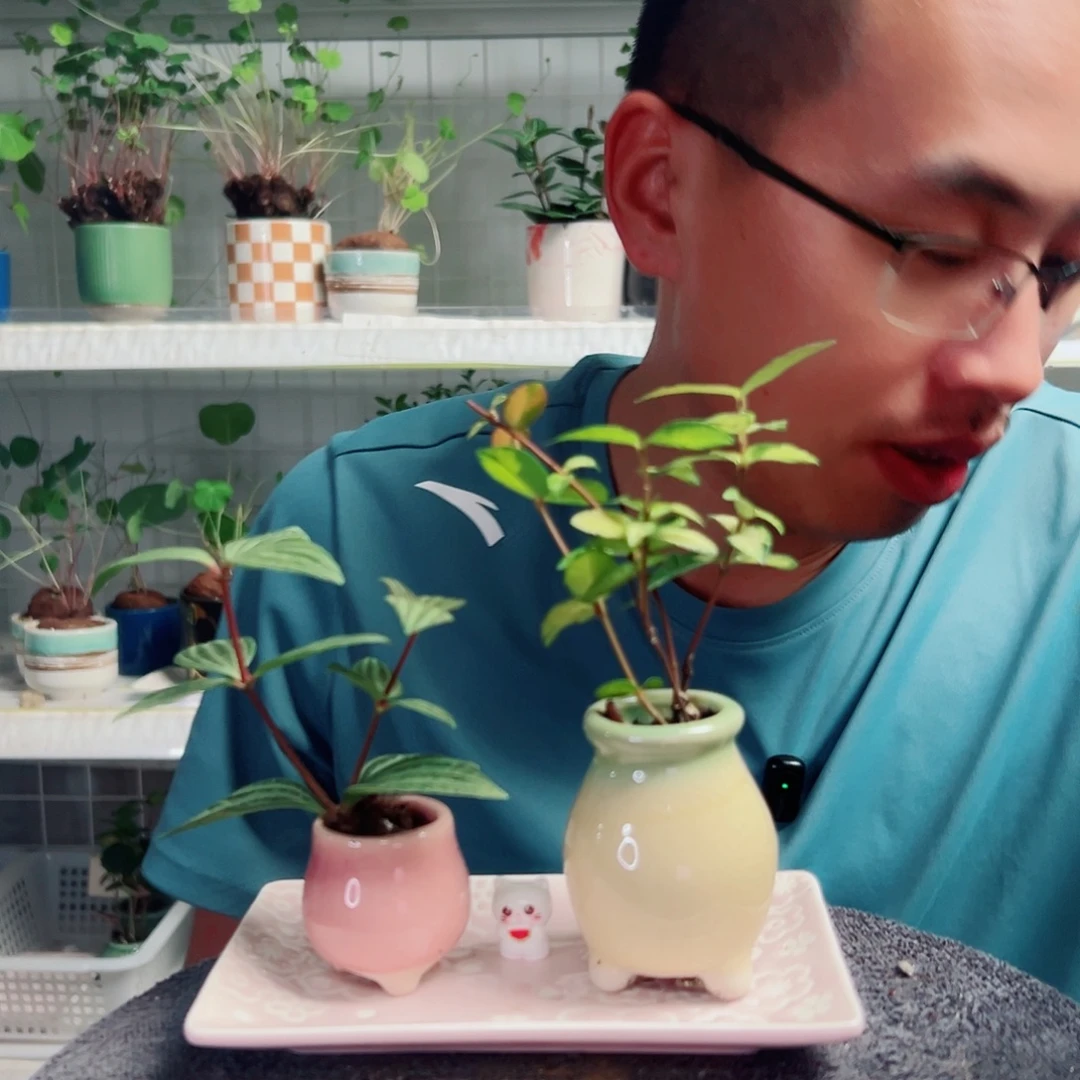 满***红无花朵40