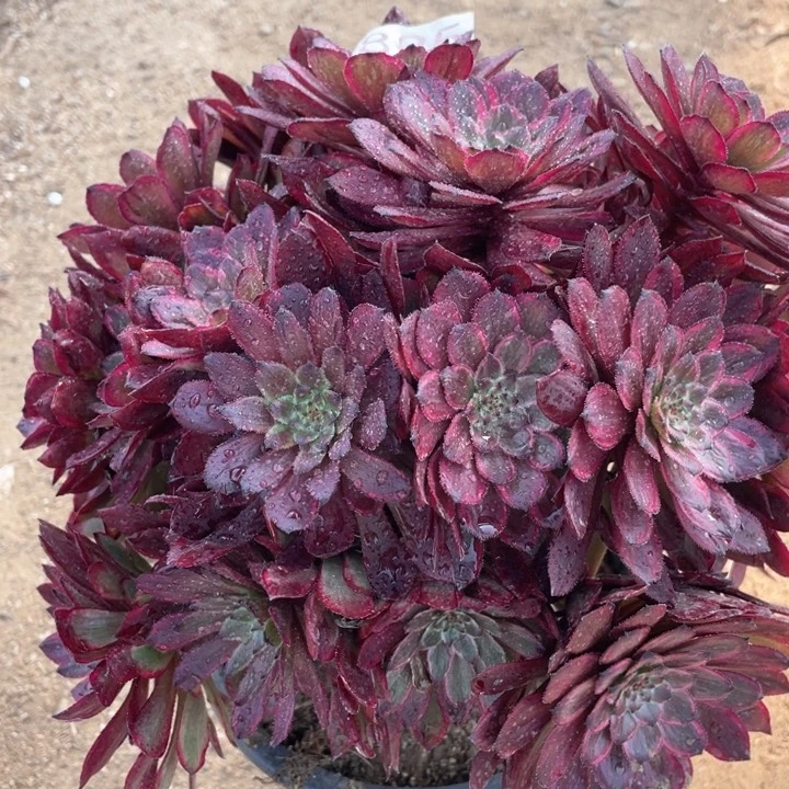 895多肉植物紫霞仙子