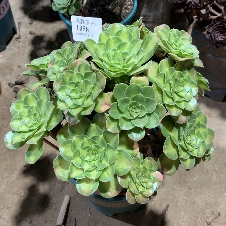 1058韶华多肉植物特价