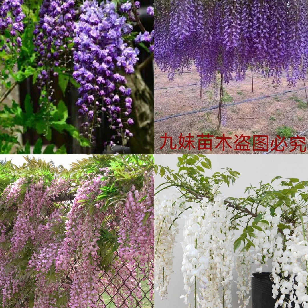 紫藤花树苗爬藤植物花卉阳台庭院耐寒花苗四季盆栽藤蔓紫藤萝老桩
