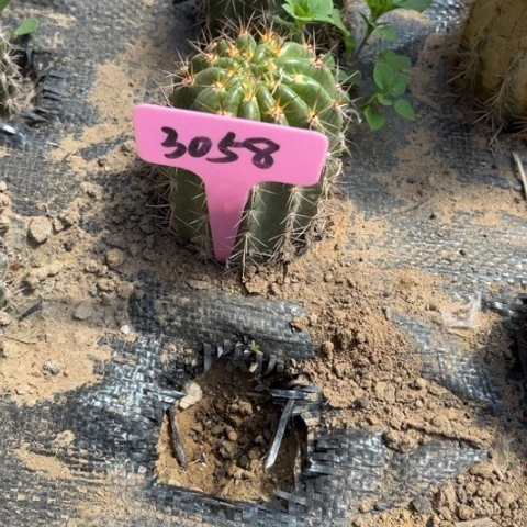 苏乞儿毛花柱微瑕3058