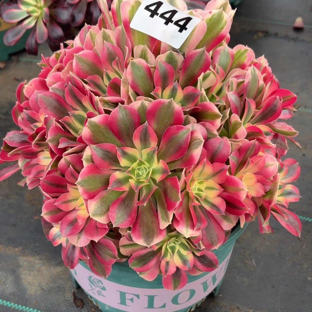 444女巫多肉植物福利