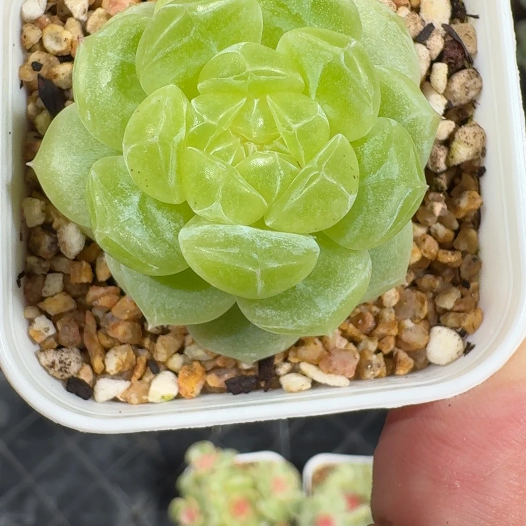 0916-100-玉露珍妮单头