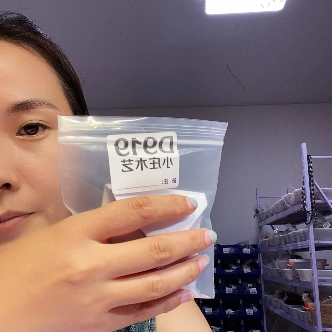 【闪购商品】升*黑檀木919