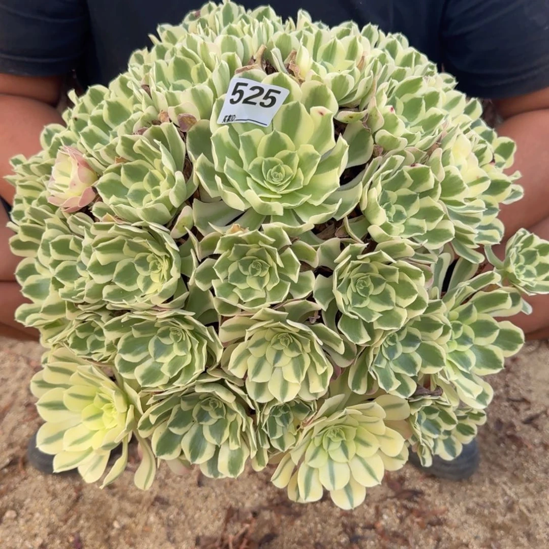 525白凤多肉植物