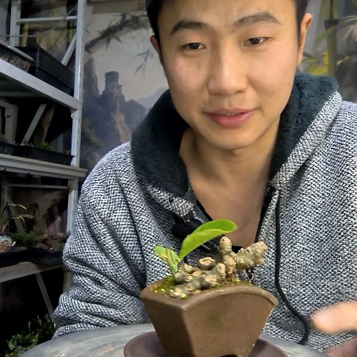 『***』中青园艺一物一拍花499