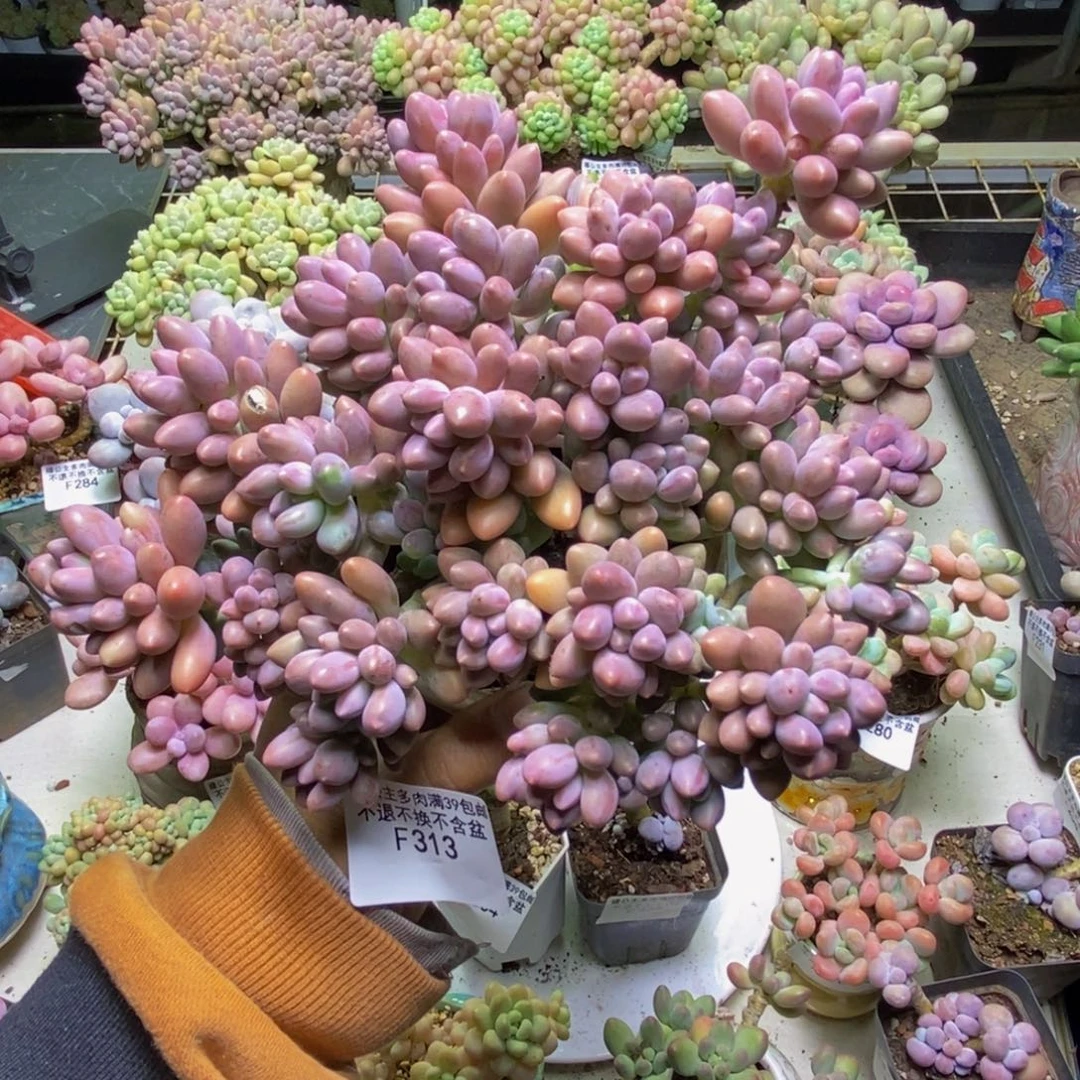 313星黛露多肉18cm