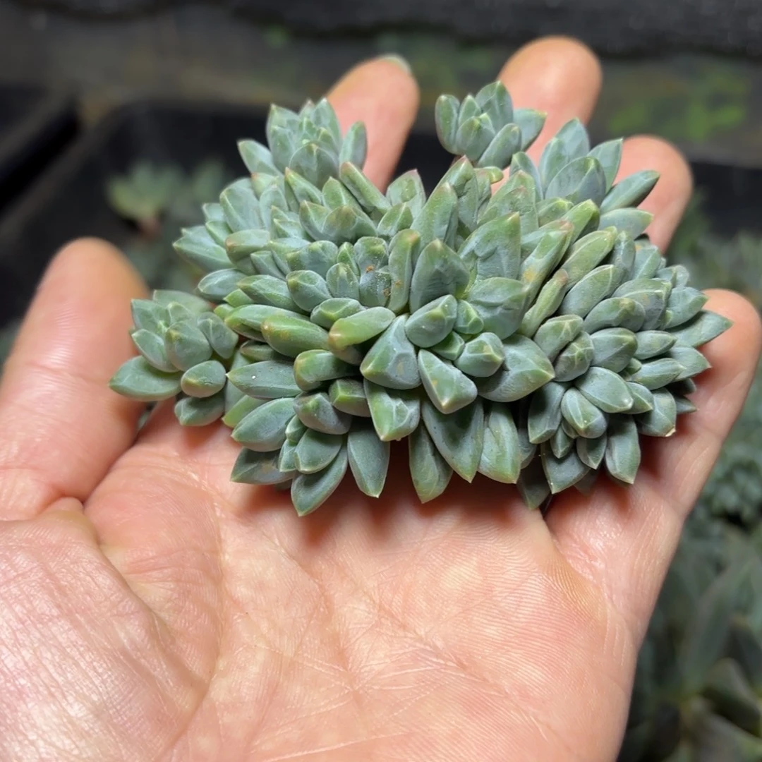 王****多肉植物彩翼美人朵朵王高兴