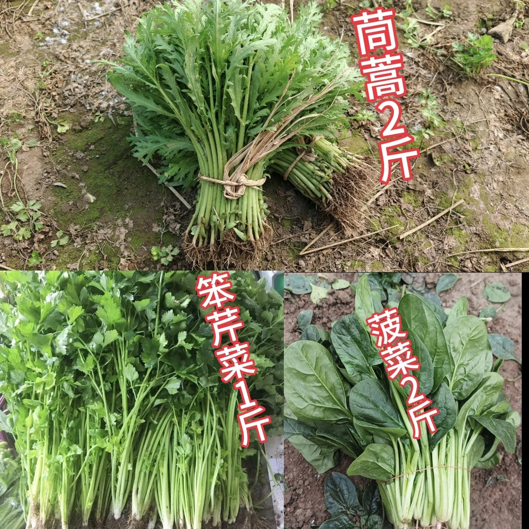 【芹菜1斤/茼蒿2斤/菠菜2斤】河南信阳固始特色，采用农家肥种植