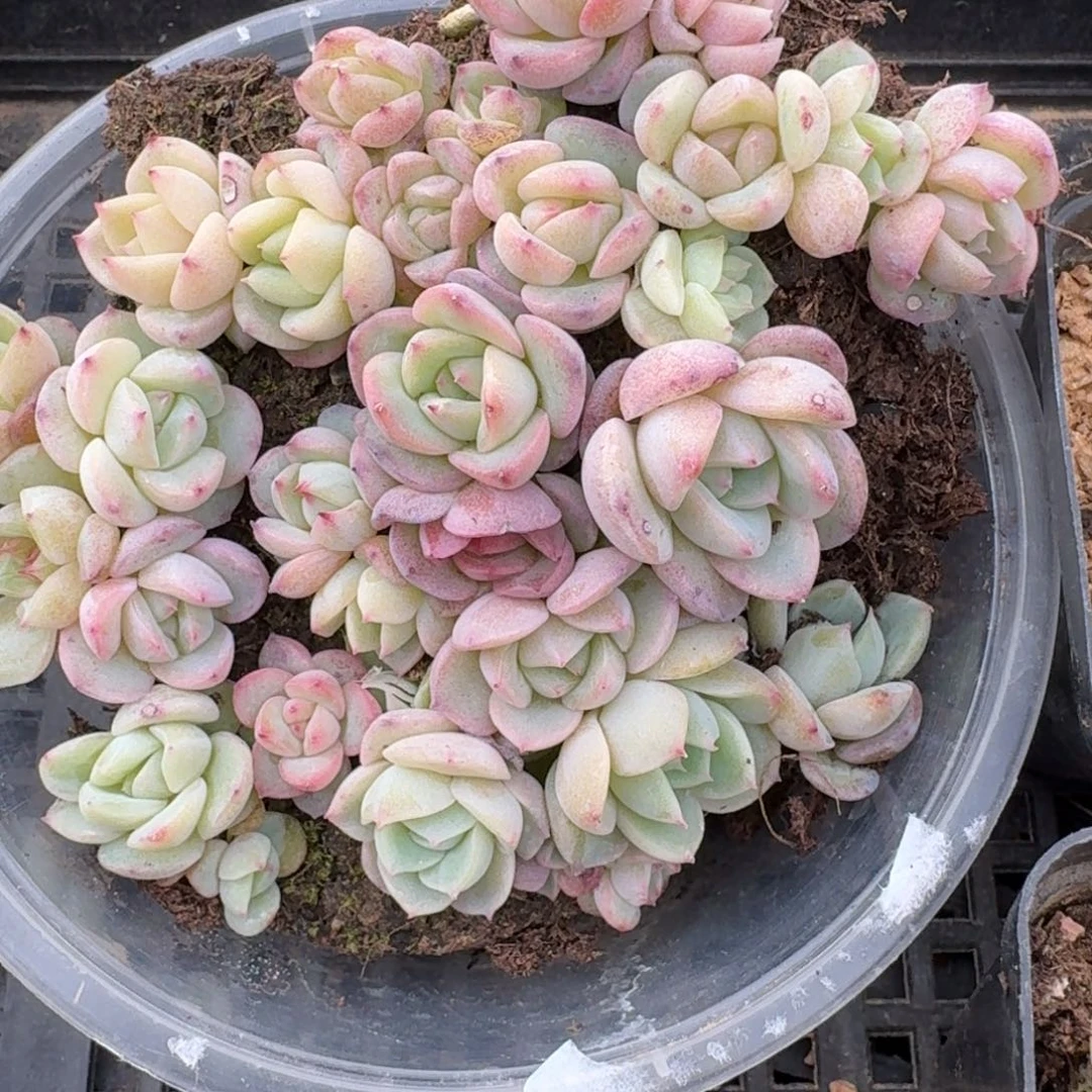 29-15珍妮切糕量拍