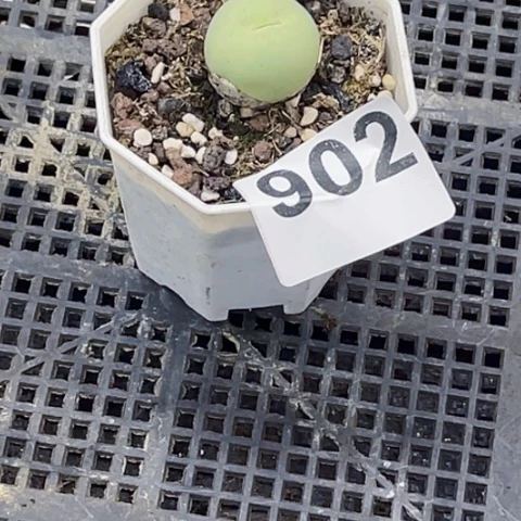 902鸽子蛋一物一图如图