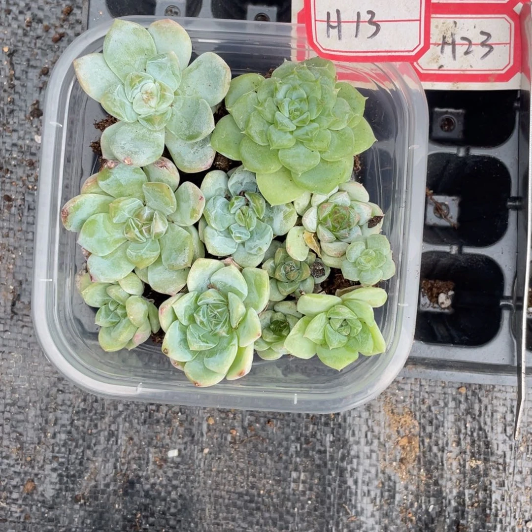 腓***澪h13号专拍福利混合切糕