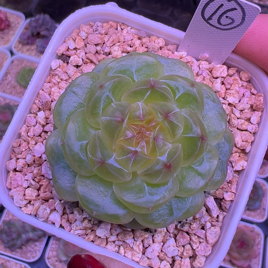 新品珍妮一物一拍4.5㎝