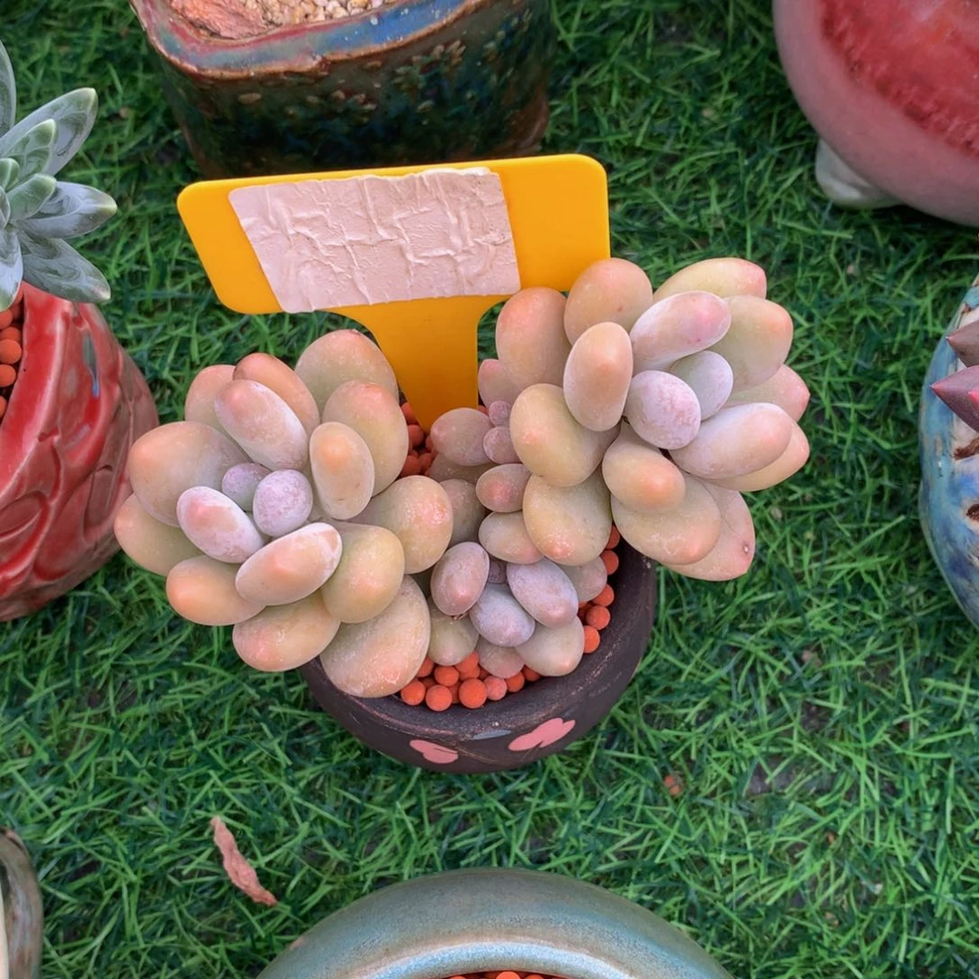 风****多肉植物637:737373