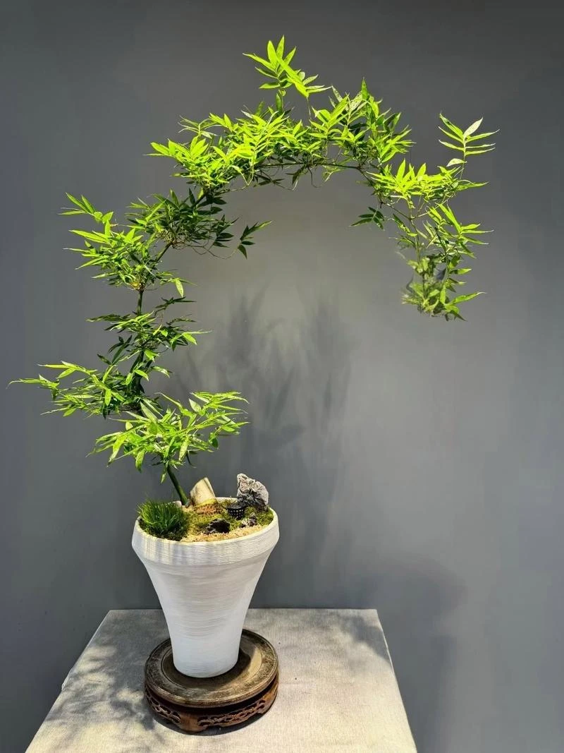 小叶勒竹，室内绿植，美观大气。净化空气