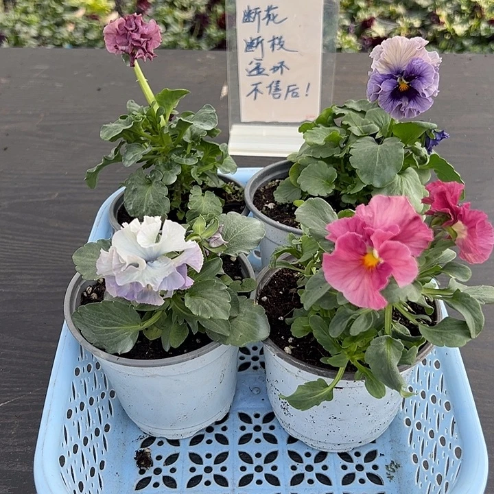 当前无花朵，栽培后可花朵042号