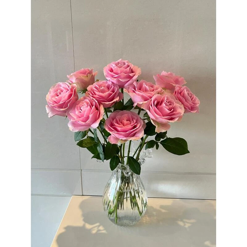 方德 娇兰玫瑰 好养