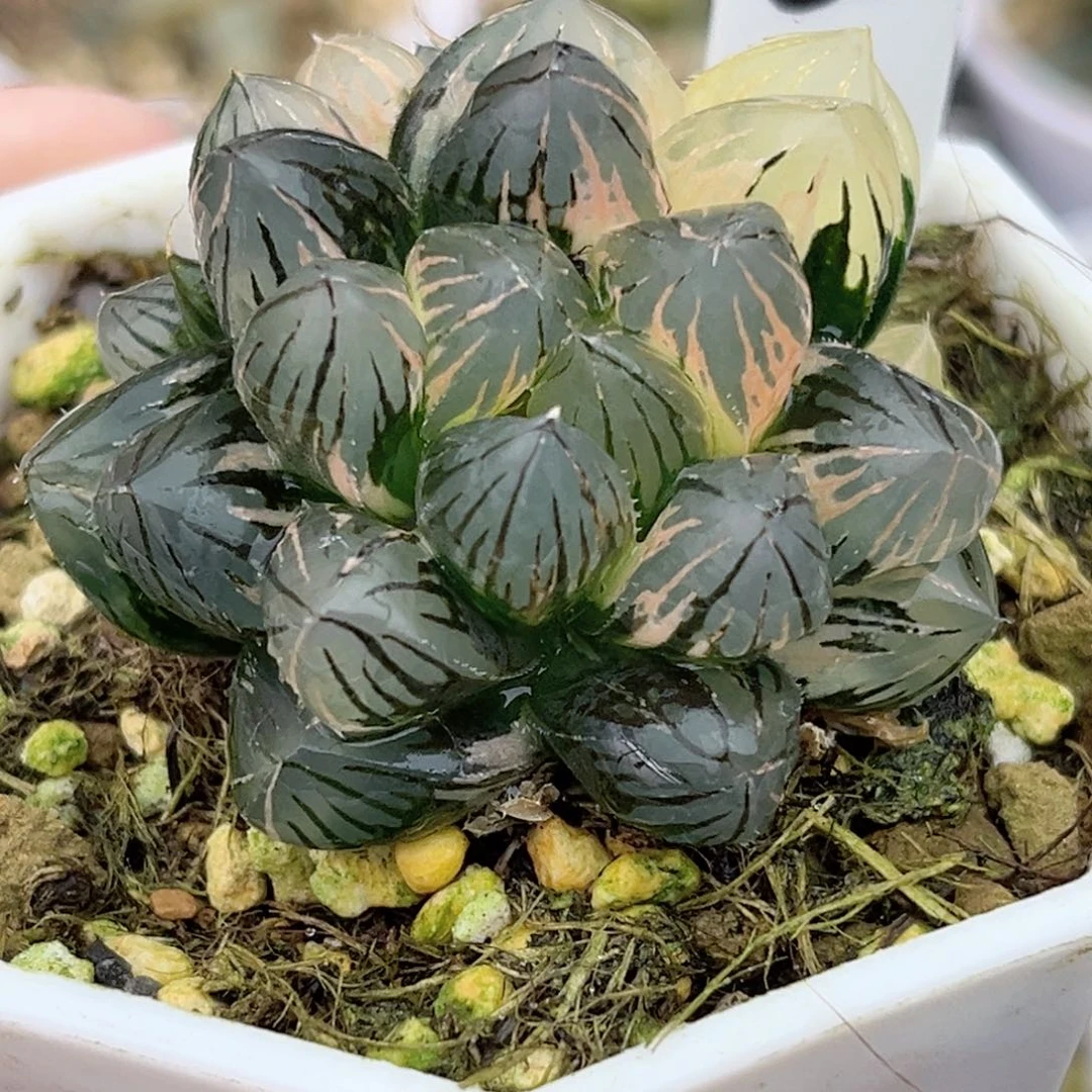 32龙爪玉露带仔锦福利专场