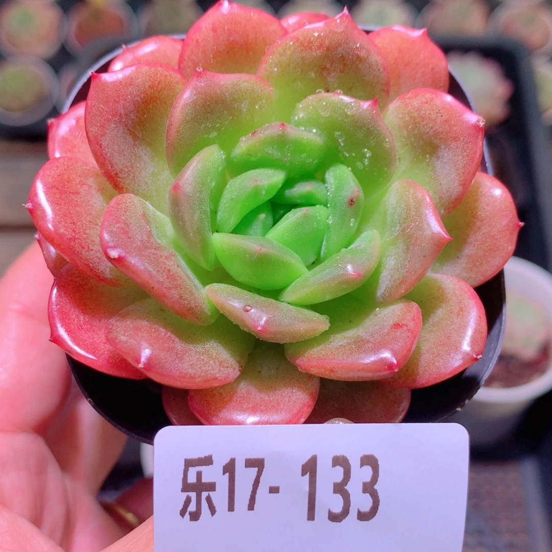 乐然17-133 新品单头