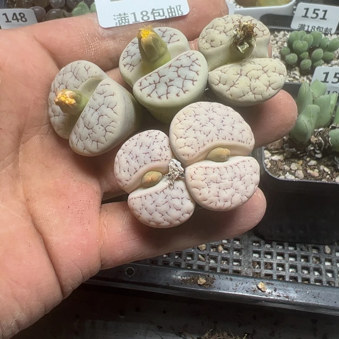 【闪购商品】M* 156。