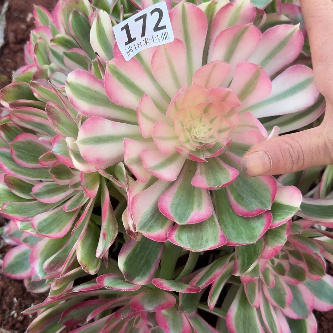 172孔雀翎大捧花发货