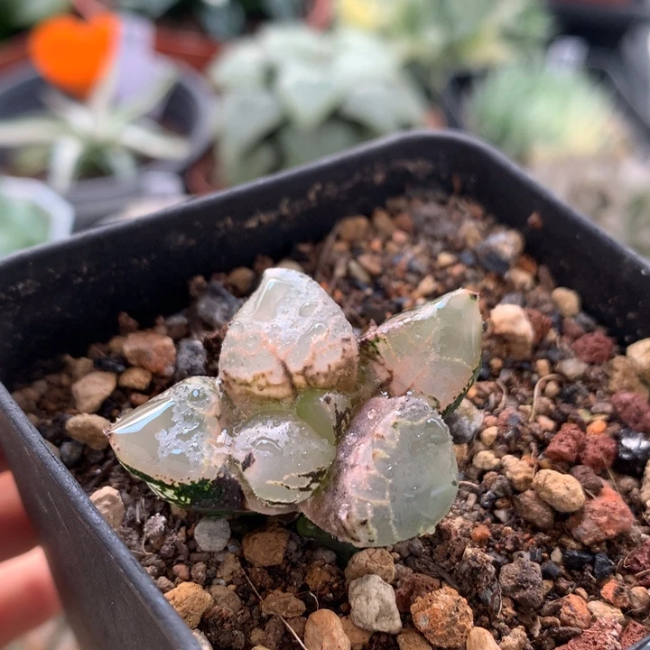 全窗冰皇，带盆一起