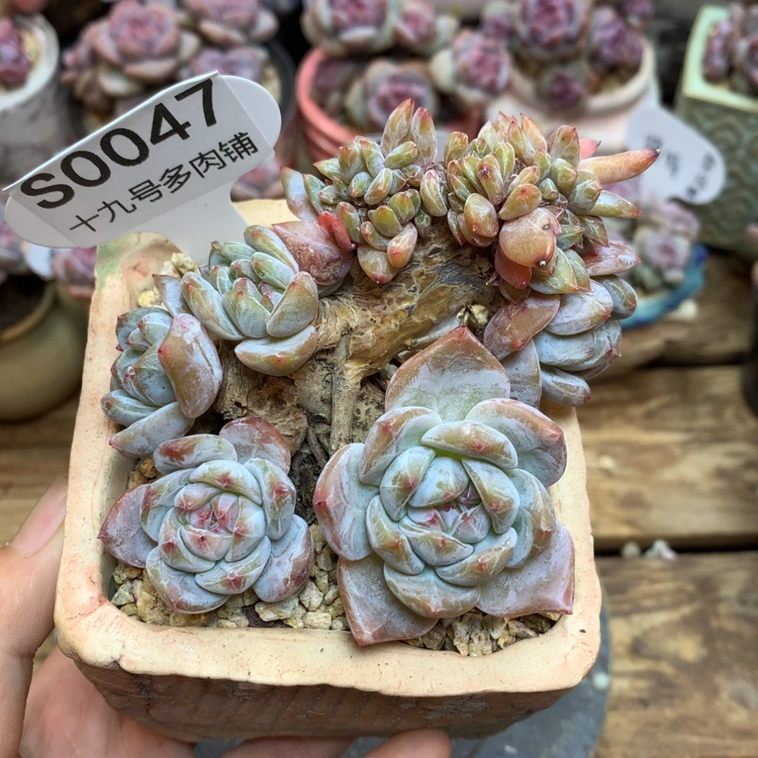 S0047 星影缀 老桩 9cm