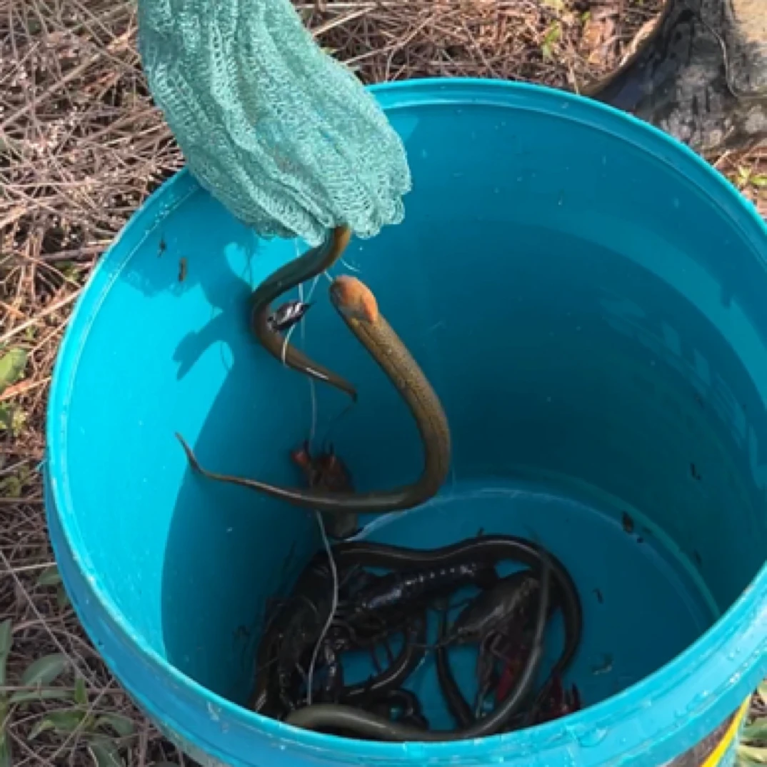 农家纯野生黄鳝