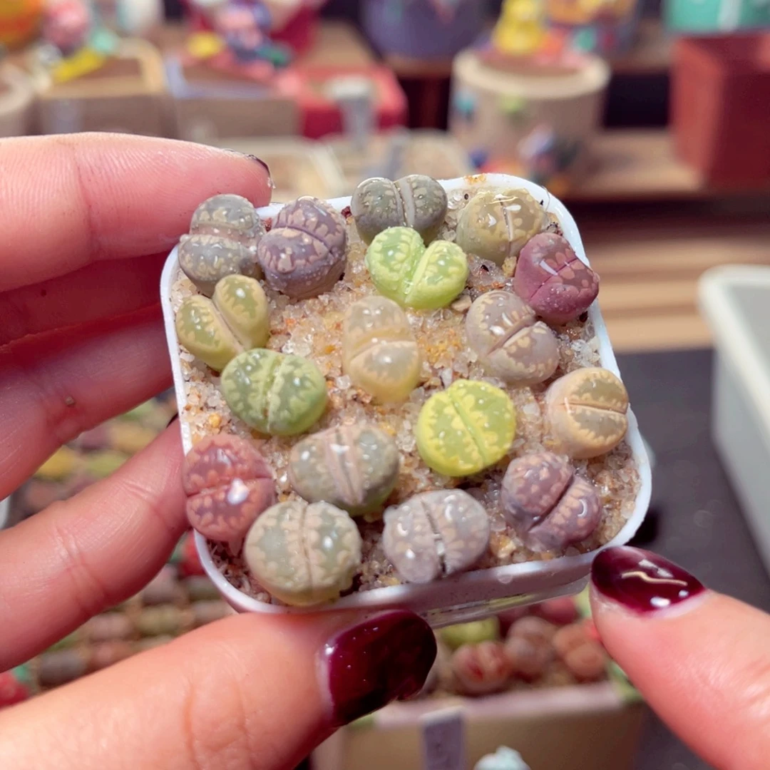 44号带盆盆包邮发货