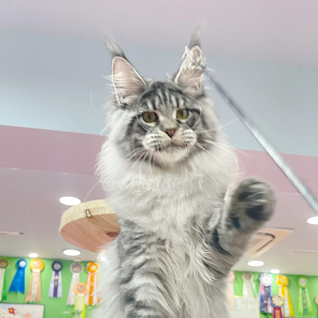 高品质缅因猫直播间选猫链接非图片猫咪