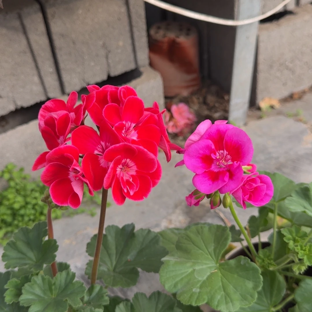 完全开放红宝石➕贵妃