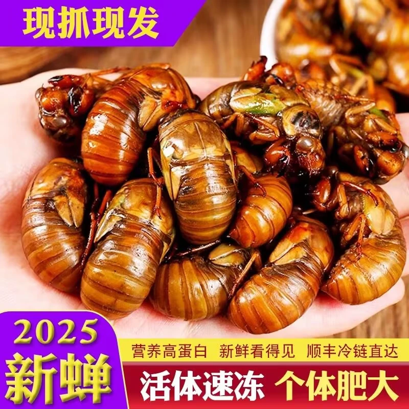 2025年爬叉知了猴100只200只瓶装速冻发货