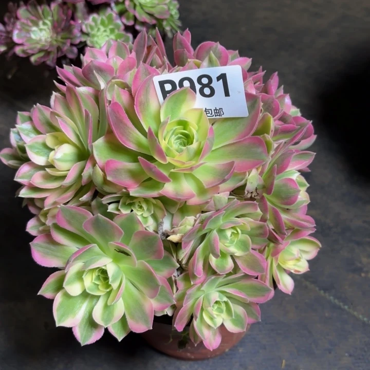 瑞妈，，。。981。粉水晶，