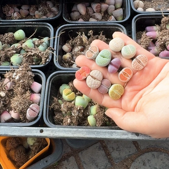 Y****a生石花11111。     55