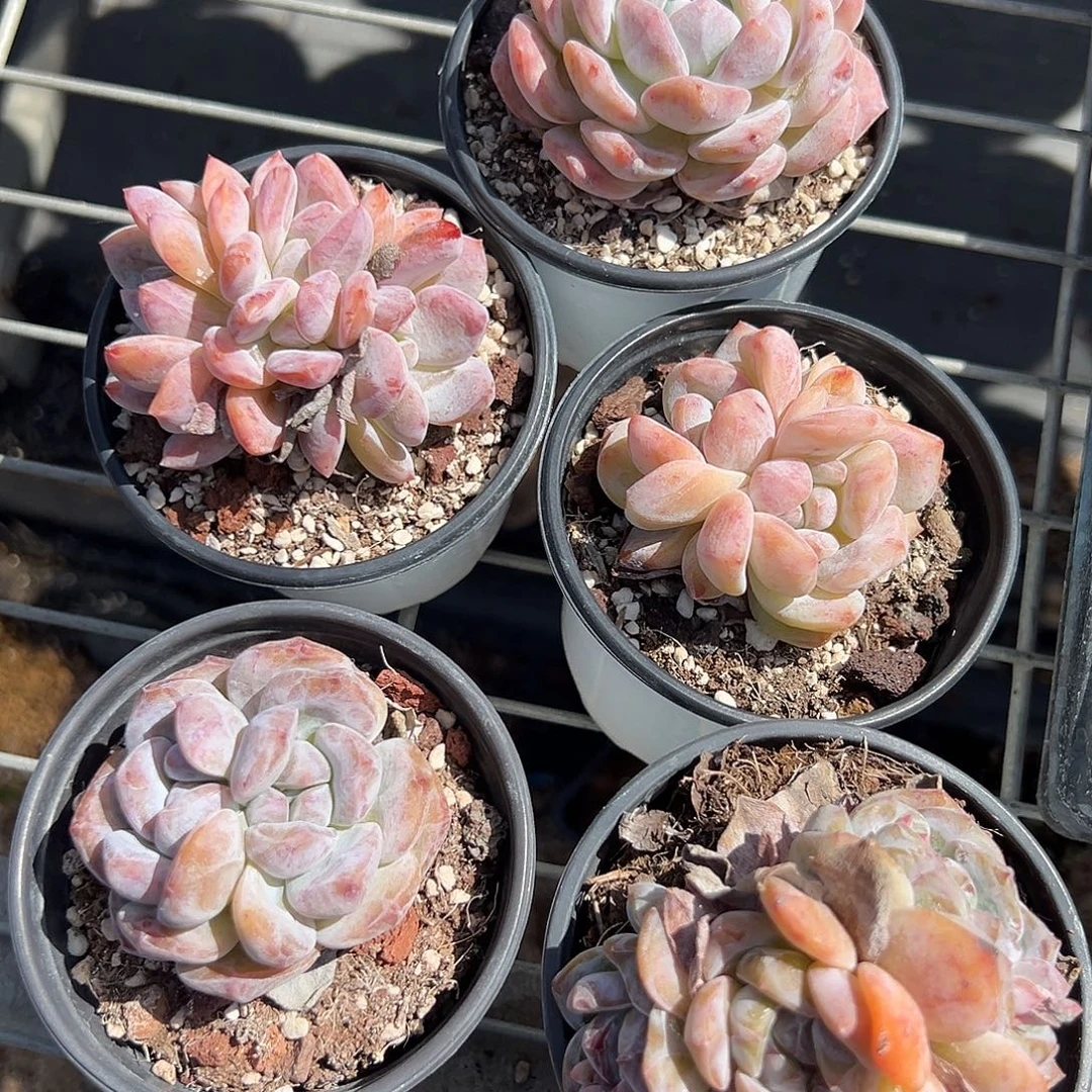 影***子轻轻松松就能得到五颗星影