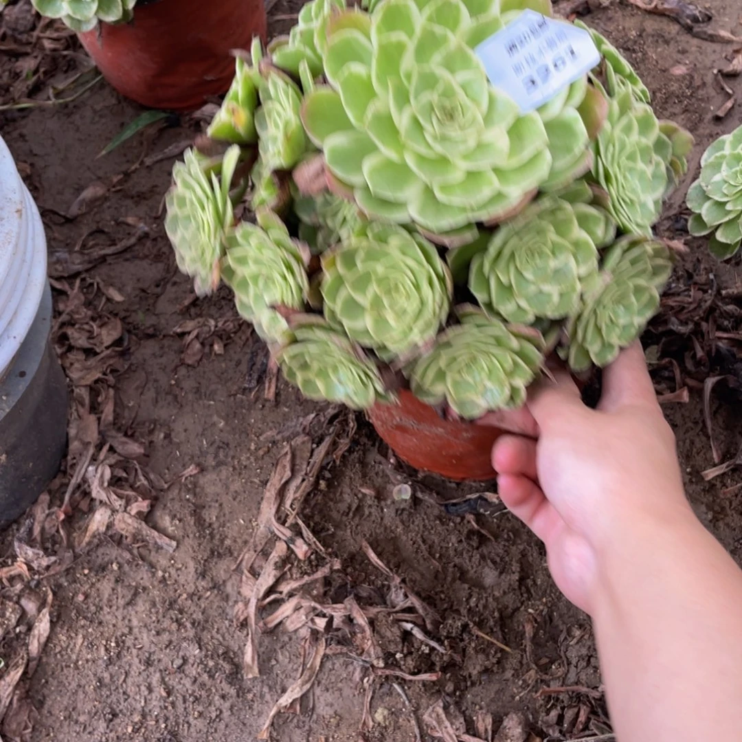 3261万话筒法师多肉断枝不包