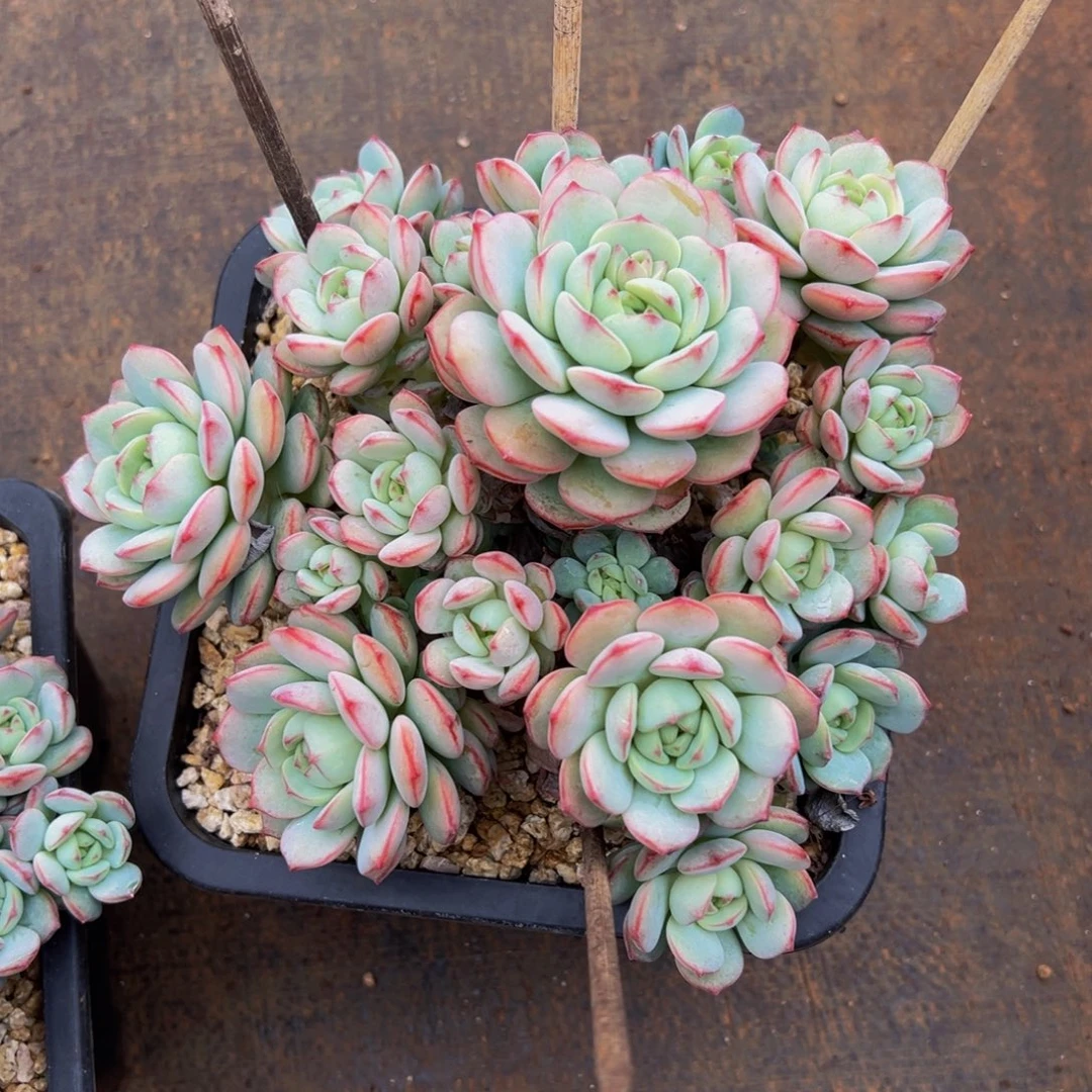 芳***菲遇见多肉园艺芳菲香草