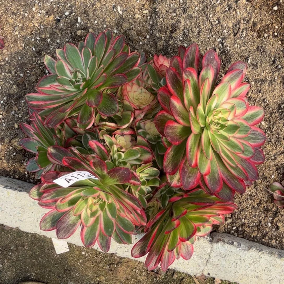 1155荔枝 多肉植物