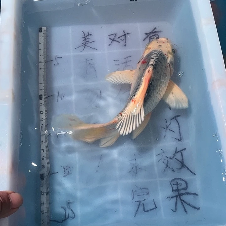 蝴蝶鲤鱼渔场直发61