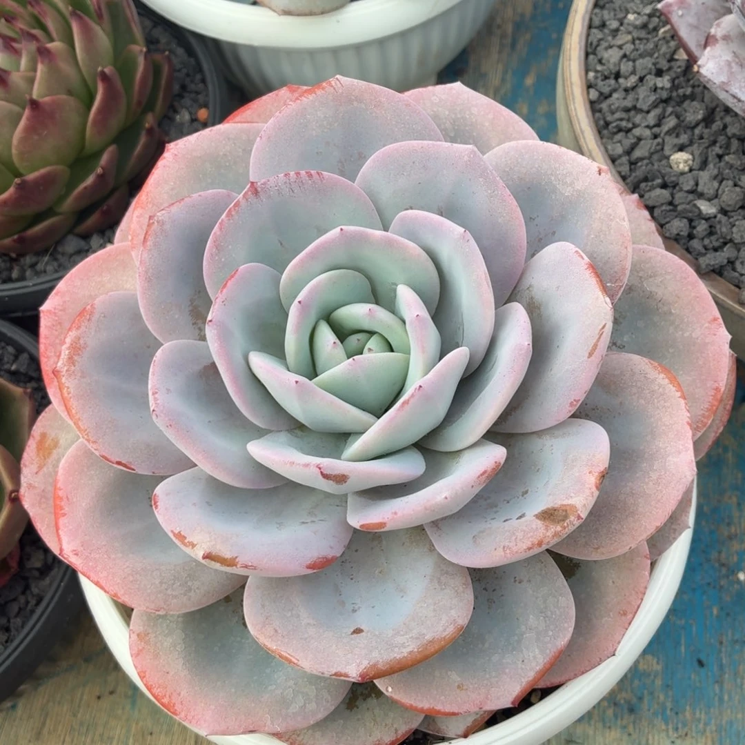 多肉植物 奶茶一物一拍-4