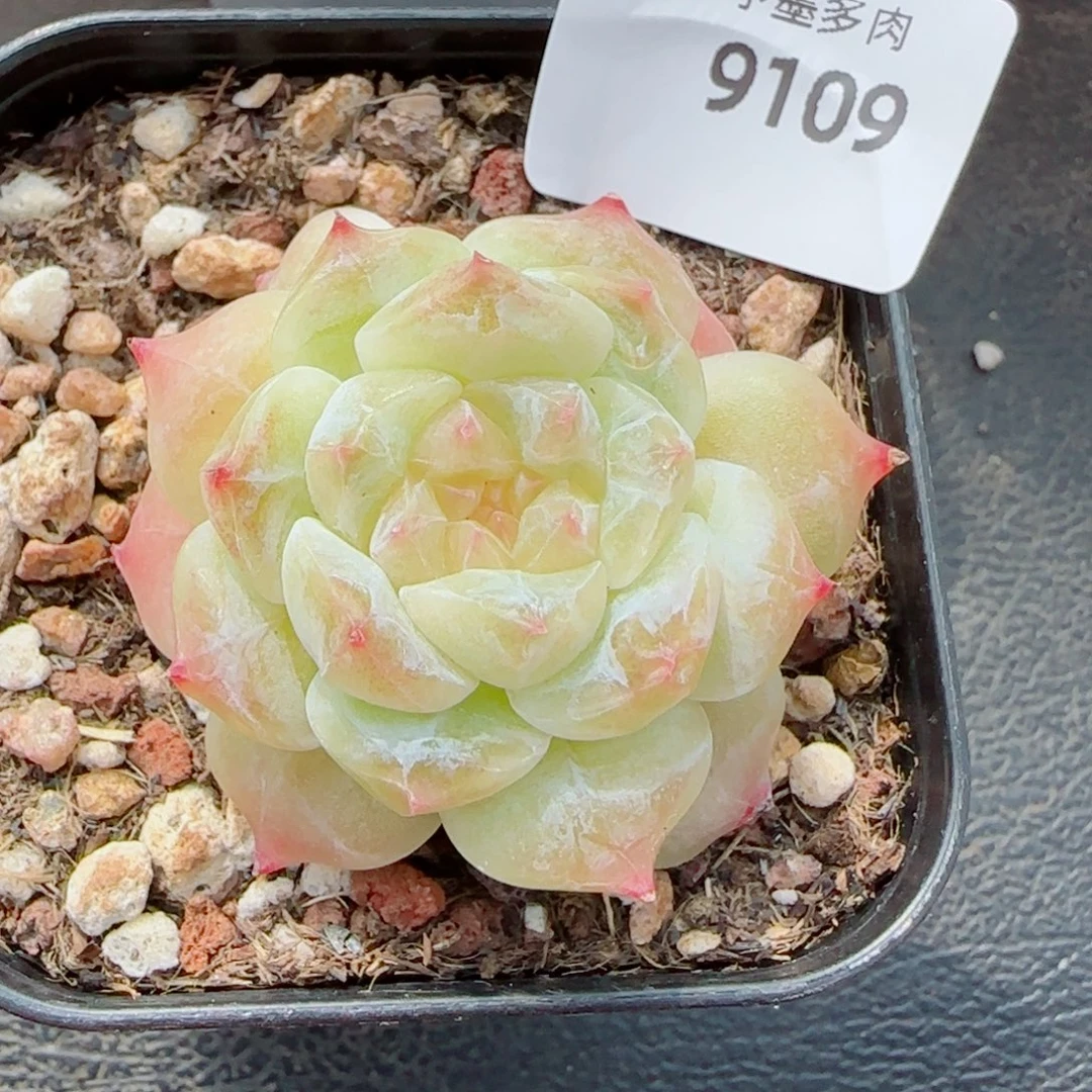 黄冰魄，9109多肉植物