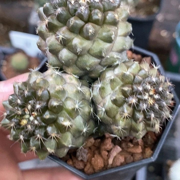 孤品实生优选三头龙爪球福利