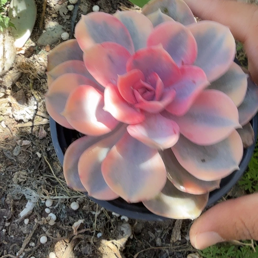 彩虹多肉植物精品