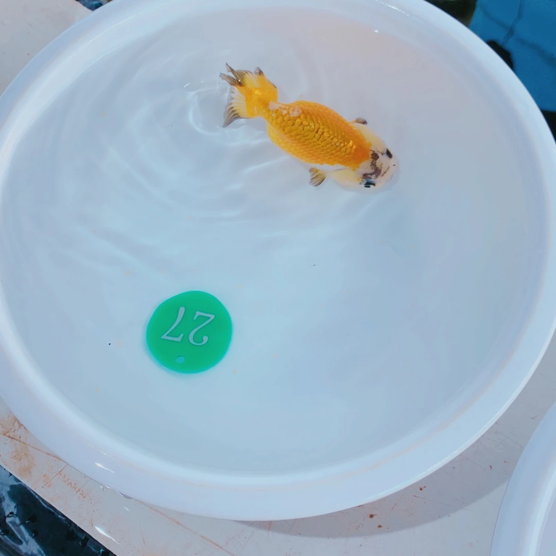 金鱼罐*头1111111111111111