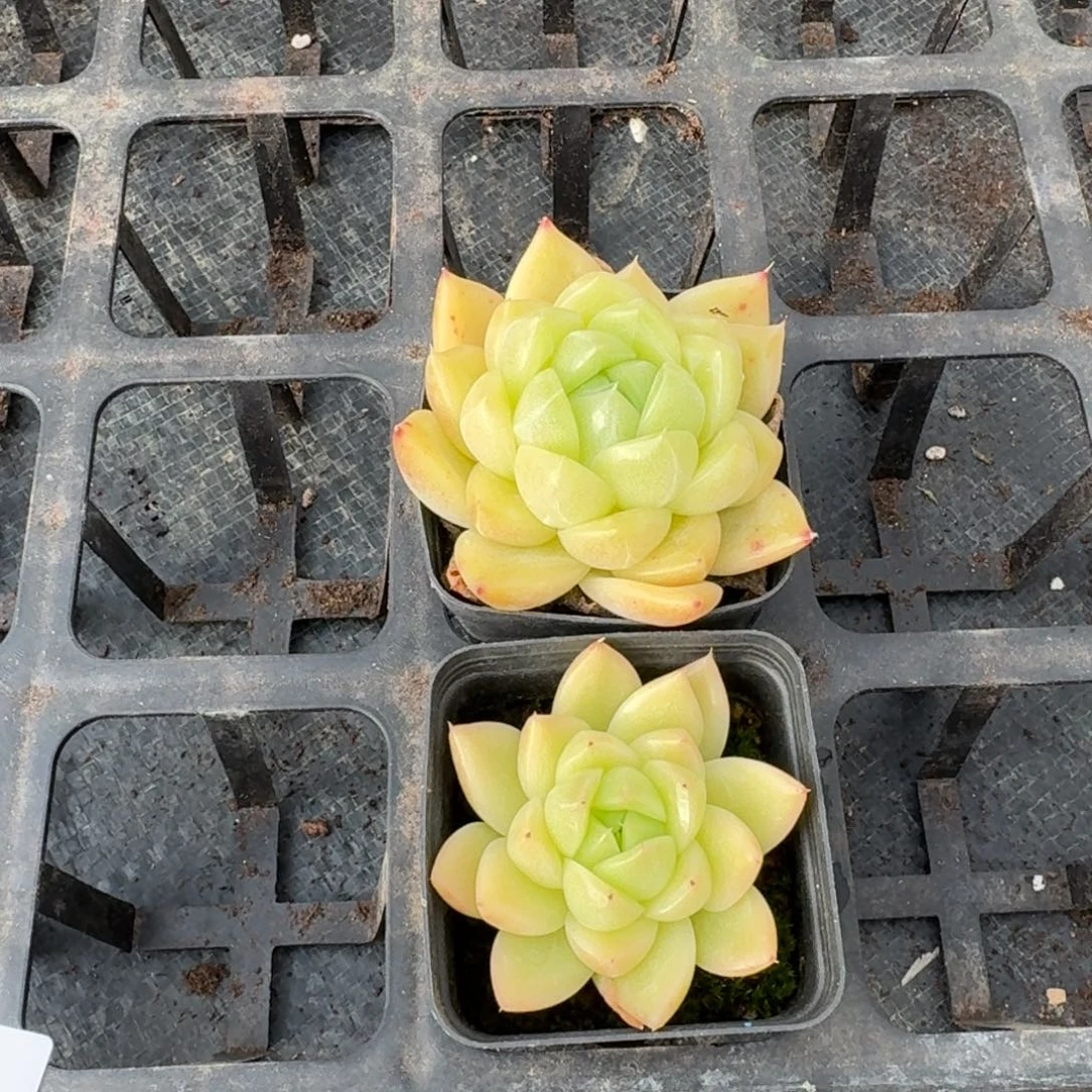 白玫瑰杂交珍妮两颗量拍14-54