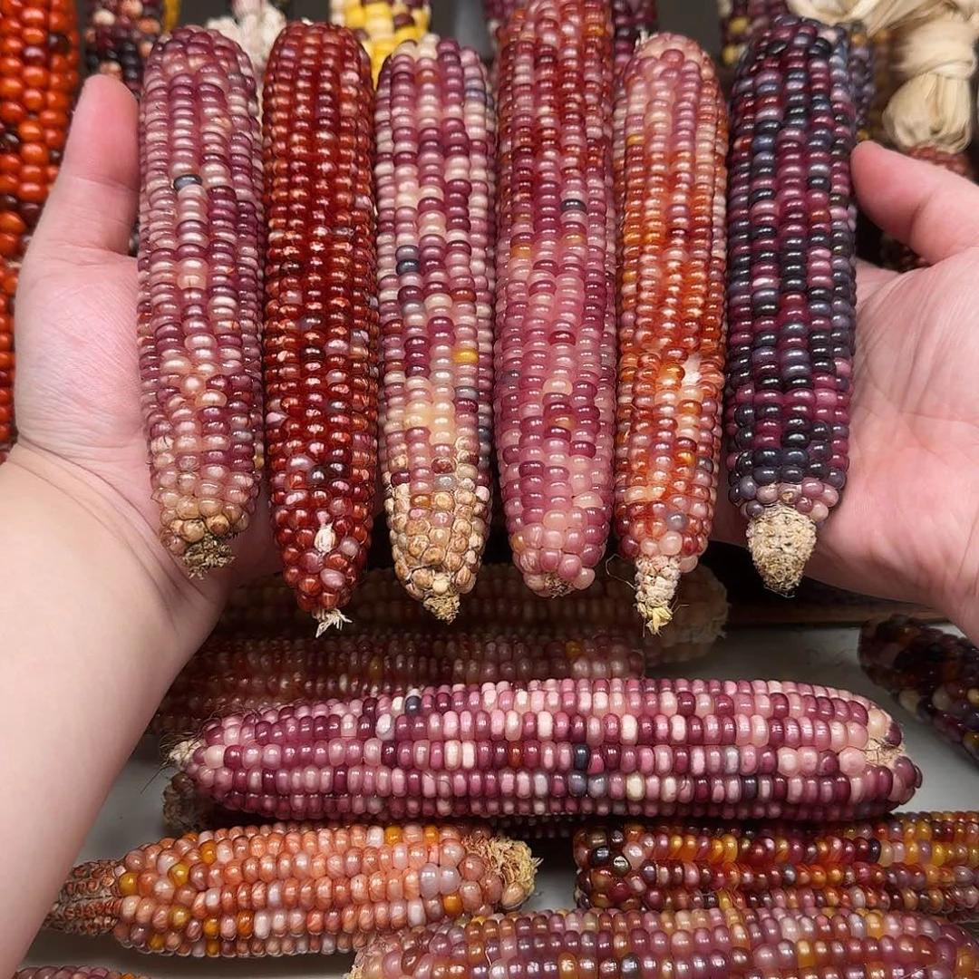 ****店吊坠柏香籽/百香籽