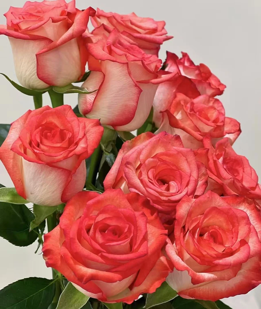 【切花胭脂扣】活在当下  热烈且自由  奔放，热情的颜色