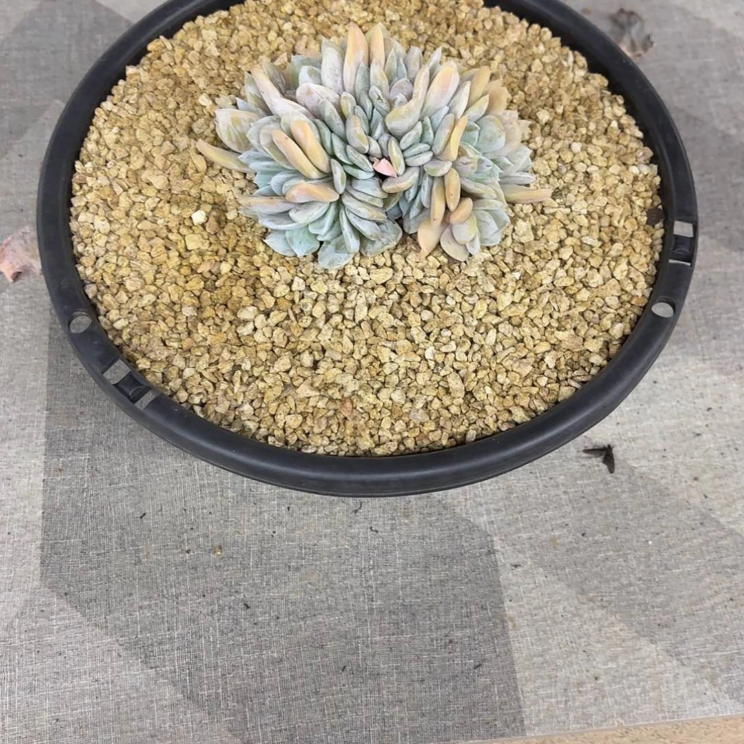 小***毛21.005雪特缀化多肉