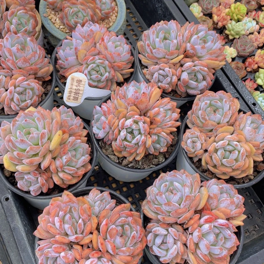 量拍59号 韩版橙梦露母本大群生4头起一个