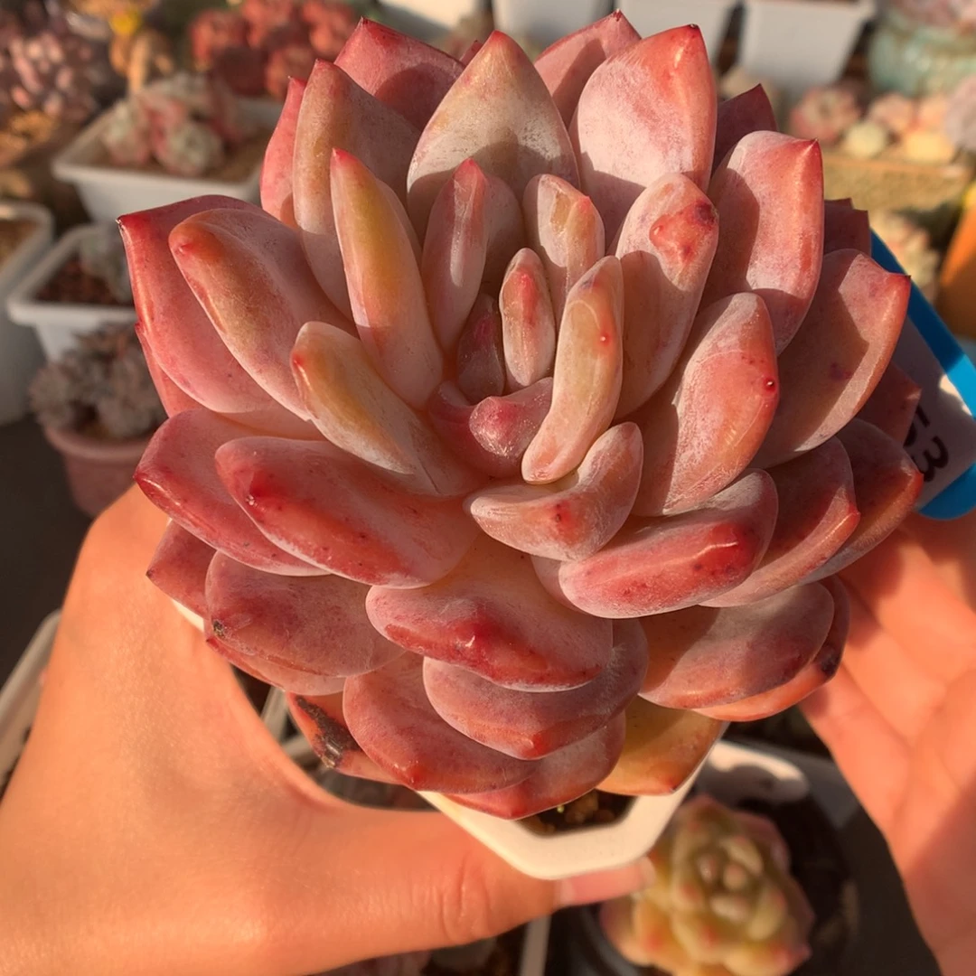 53梦露石化多肉植物